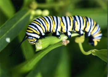 Monarch Caterpillar Deanna Grigus Hudson WI photography